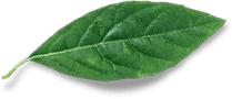 leaf-free-img.png