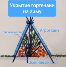 Підготовка гортензій до зими